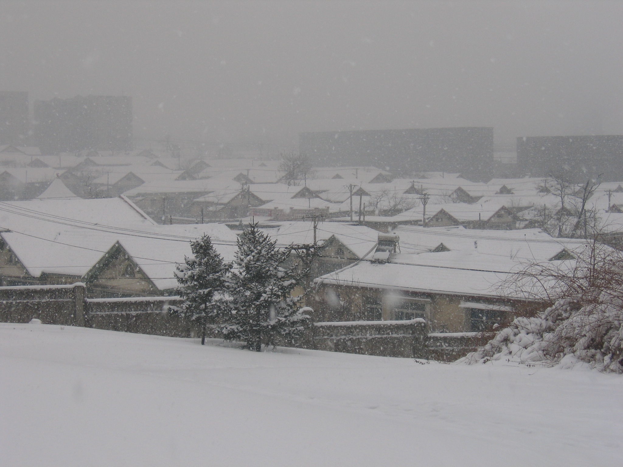 老照片2005大连甘井子樱花街(圈里——大化一宿舍)小编c723船船老长