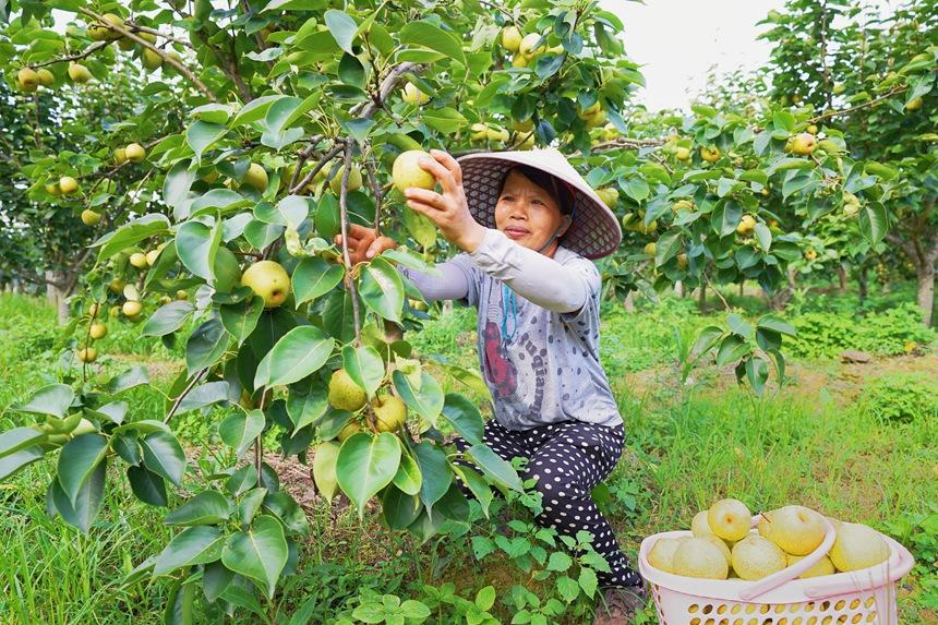 德保:桂花梨喜迎豐收 