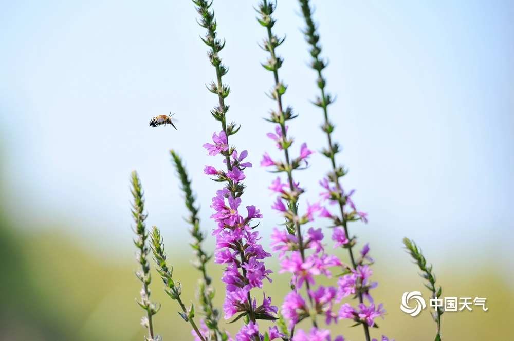 夏日的清凉 北京康西草原湿地水草丰美