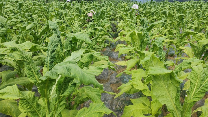 仁怀苍龙街道:烤烟"绿叶子"鼓起"钱袋子"