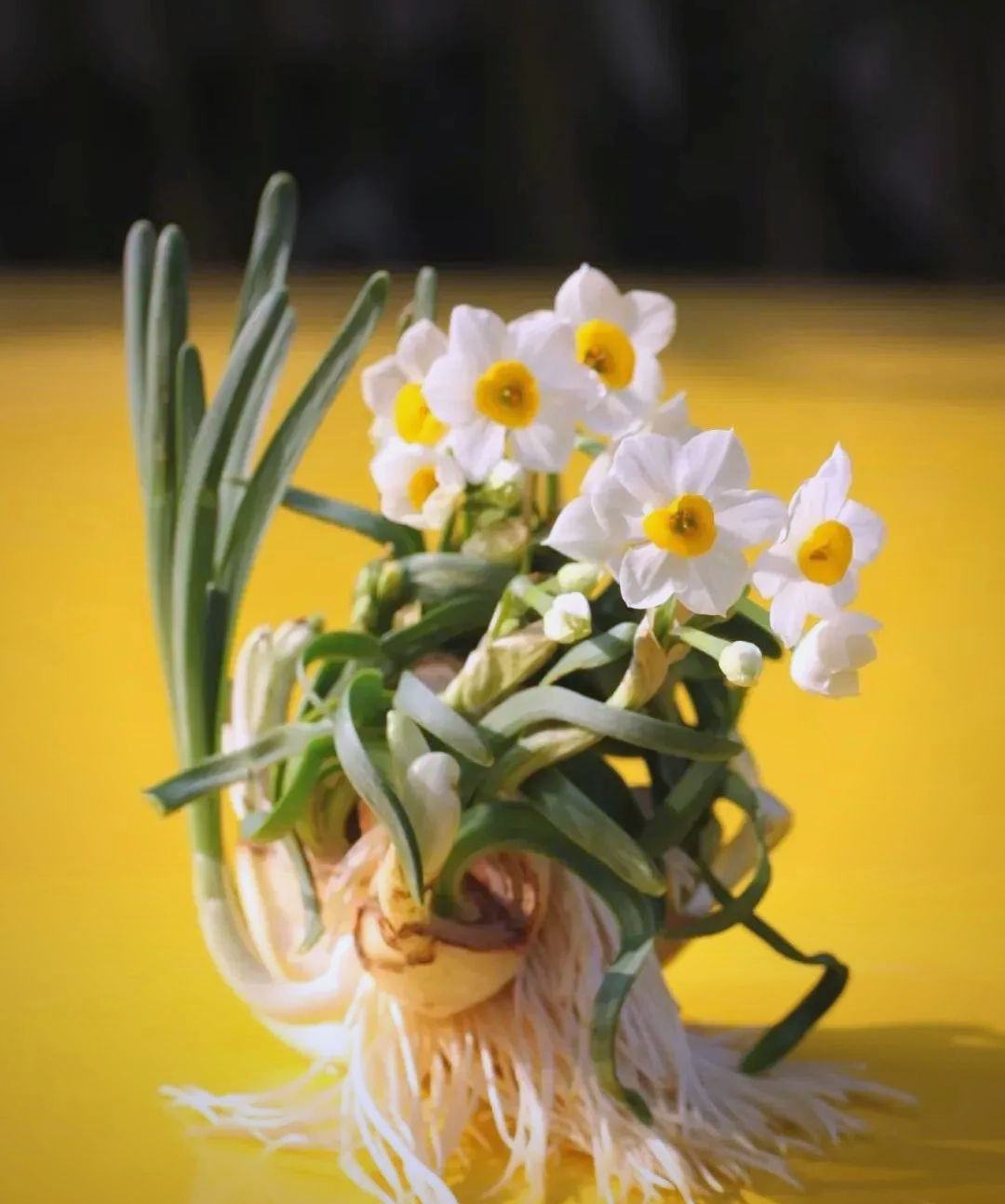 探索水仙花雕刻的奥秘,展现独特艺术之美