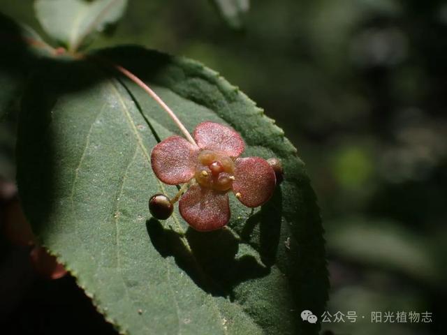 瘤枝卫矛图片