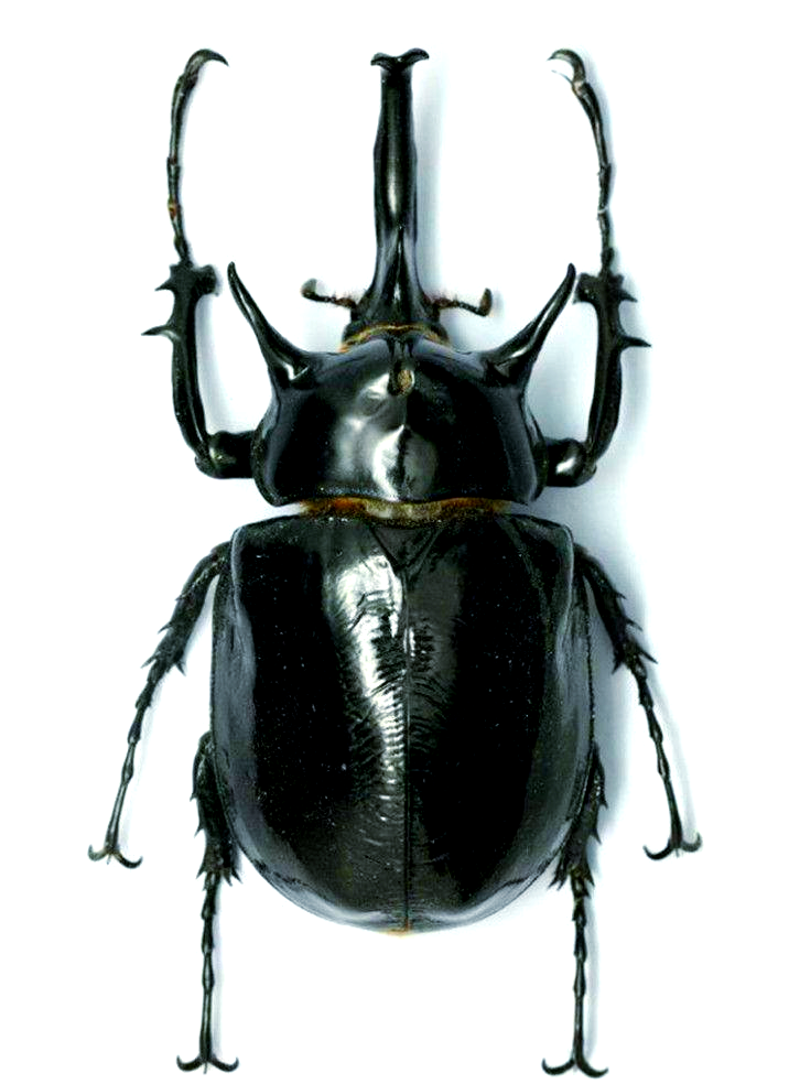 巨型甲虫:从神话名字看它们的惊人力量