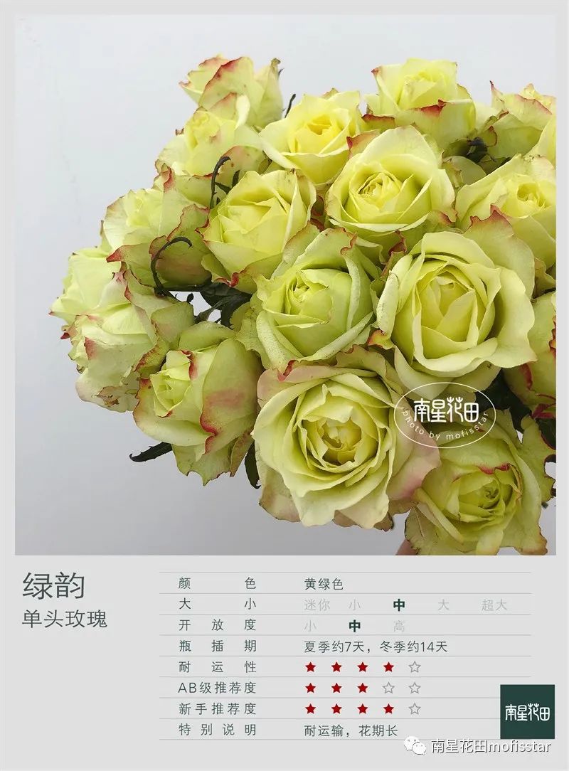 绿韵玫瑰 · 别致红配绿