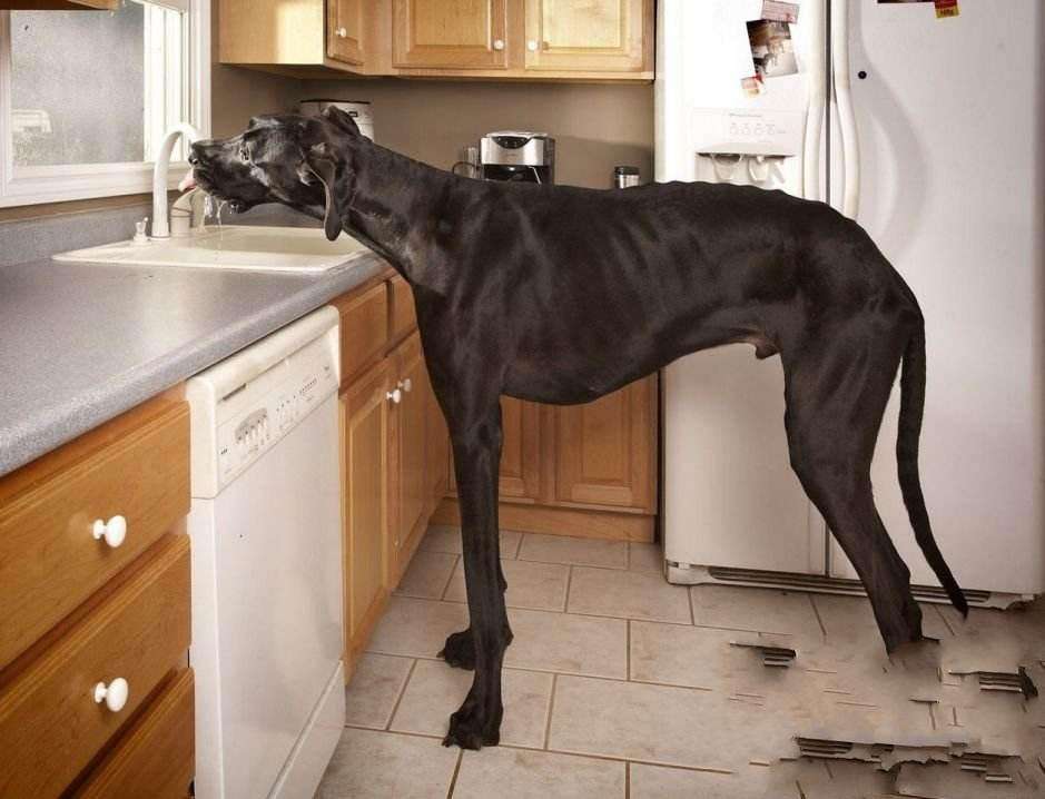 最胖的腊肠犬站不起来,最高的狗身高2米多,最长寿的狗29岁