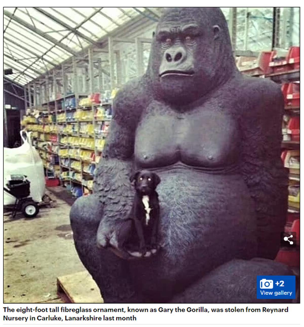 Ӣ��2.4�״����ɵ��񱻵�������һ���𾪣����ִ����ϣ�ΪʲôҪ͵��