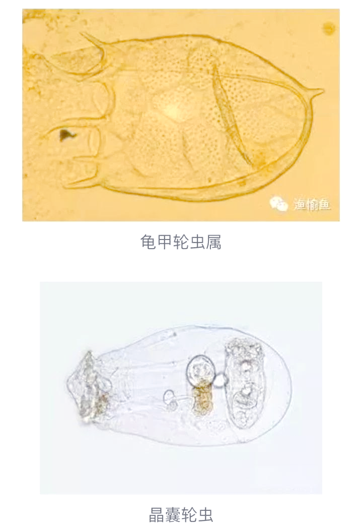 轮虫:水产中的优质食物来源