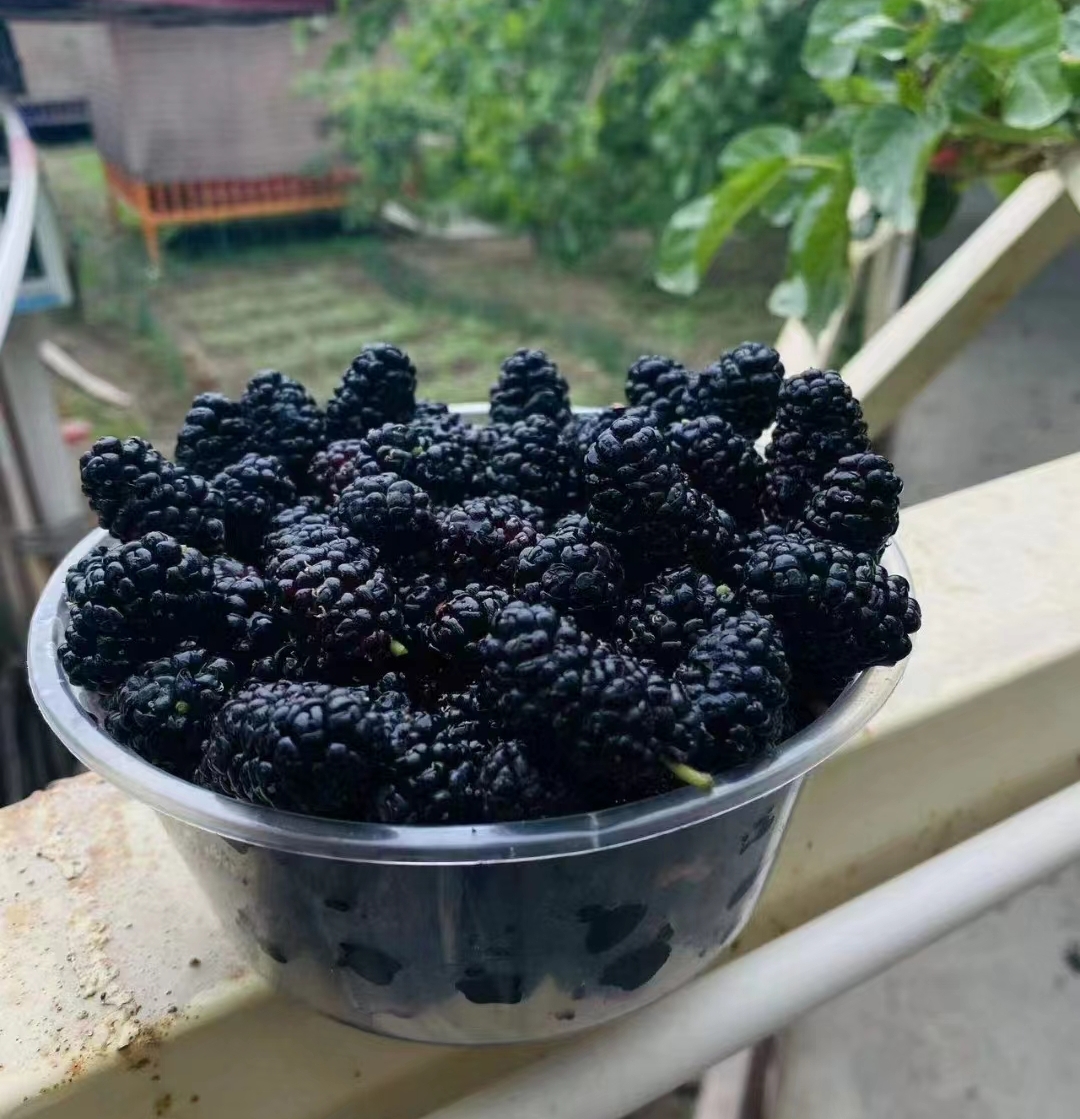 胡岚:又见桑葚熟