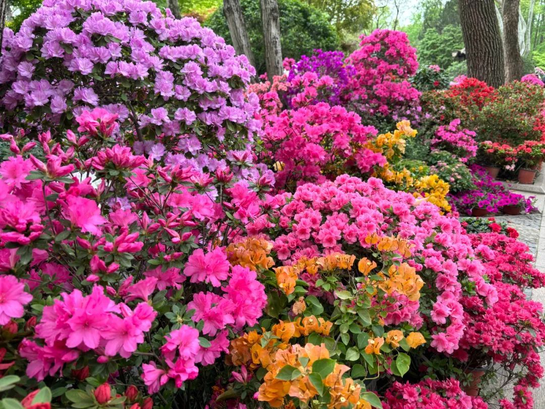 姹紫嫣红!1万余盆杜鹃花惊艳亮相醉白池