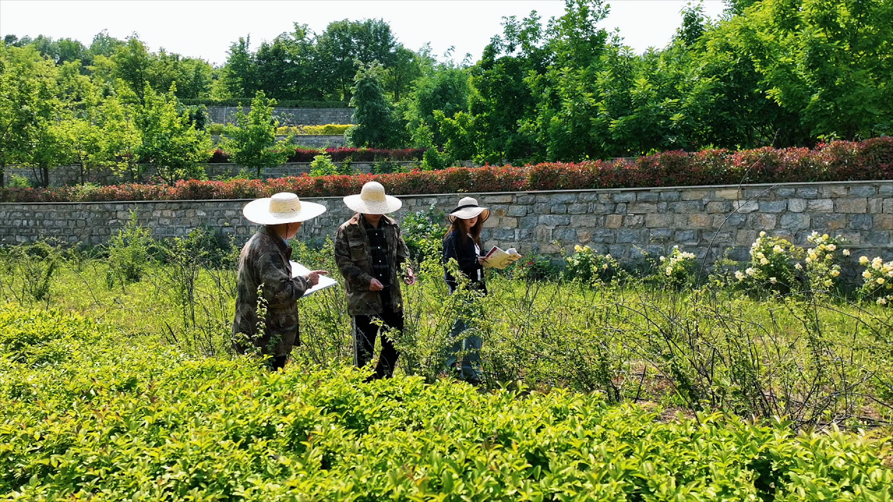 科普总动员｜探秘济南特有珍稀植物——山东栒子 - 图12