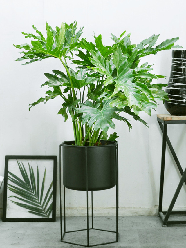 春羽是水培好还是土培好?