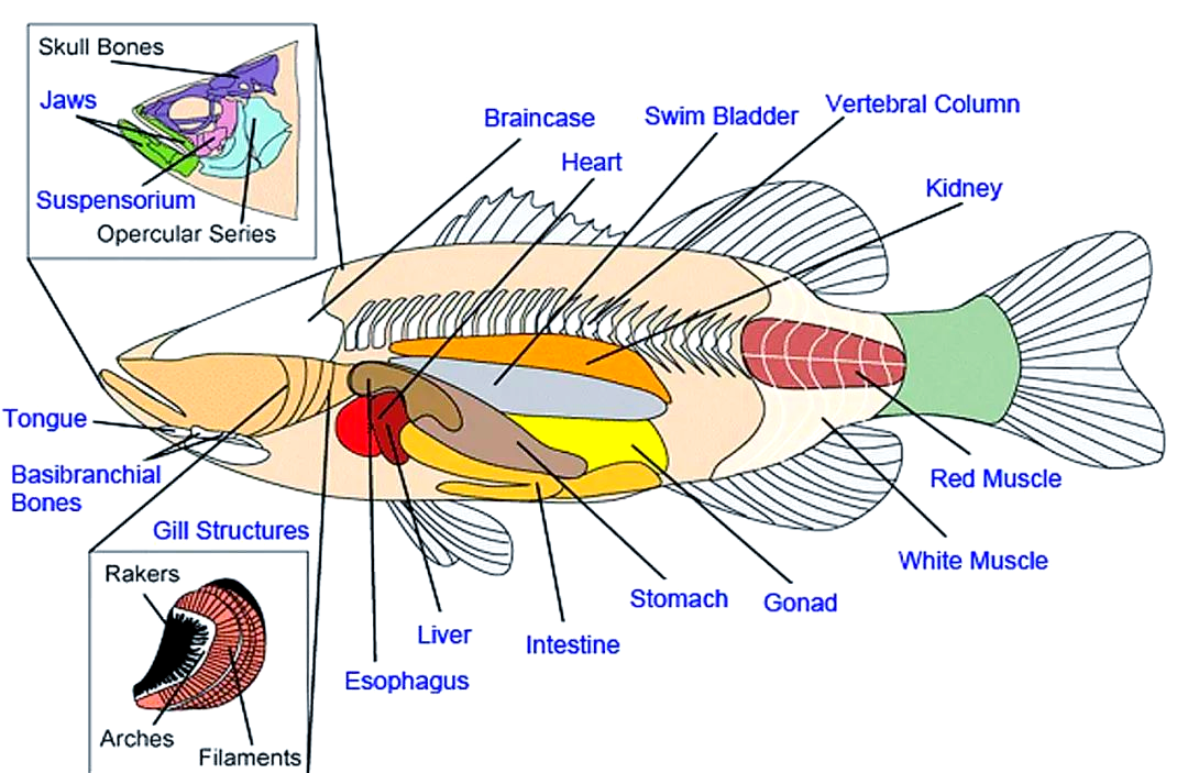 经过一番激烈的解剖,小组成员们终于将各个器官组织逐一剥离并进行了