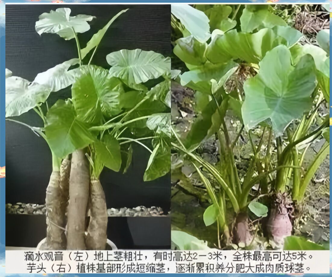 广东有人误食有毒"芋头",路边常见需警惕