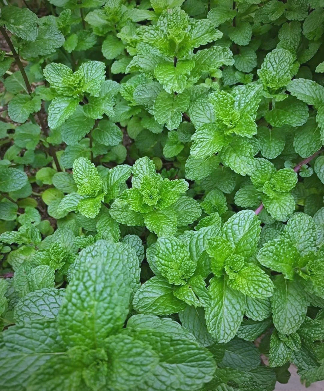 薄荷,这一既普通又非凡的植物,通过其别样的生命历程,诠释着奇迹