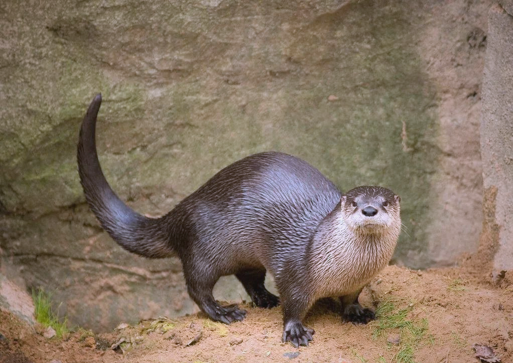 探索多样动物世界:河狸,海狸,水豚与水獭的介绍