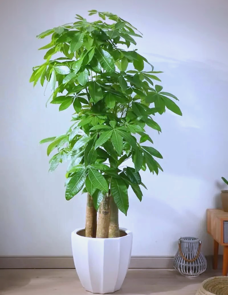 多种招财镇宅的植物,客厅摆放,提升家居美感与运势!