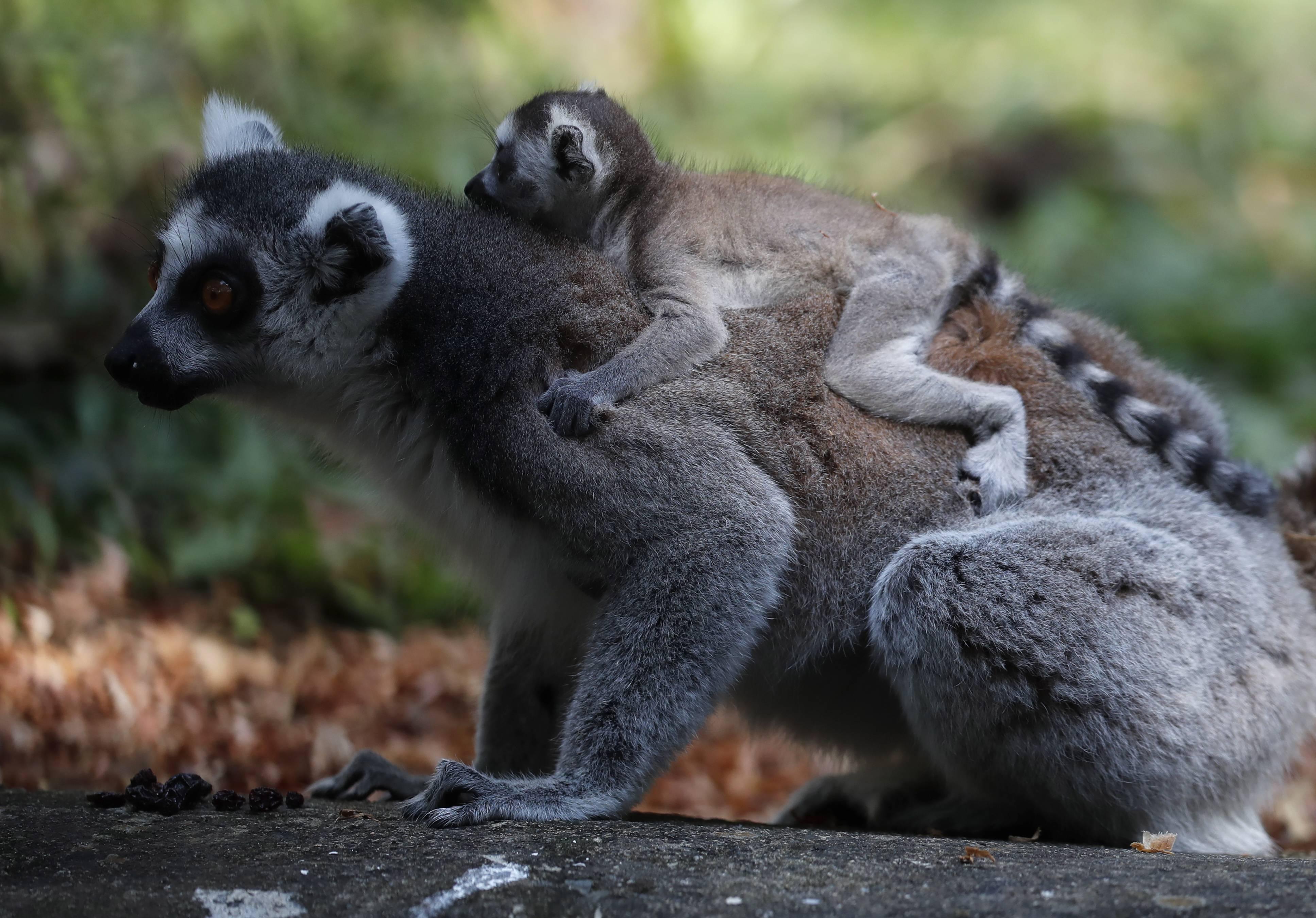 哥倫比亞卡利動物園的動物幼崽