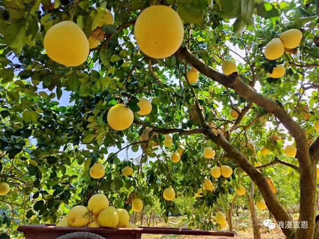 浪漫宣恩近12万亩贡水白柚熟了!等你来采摘