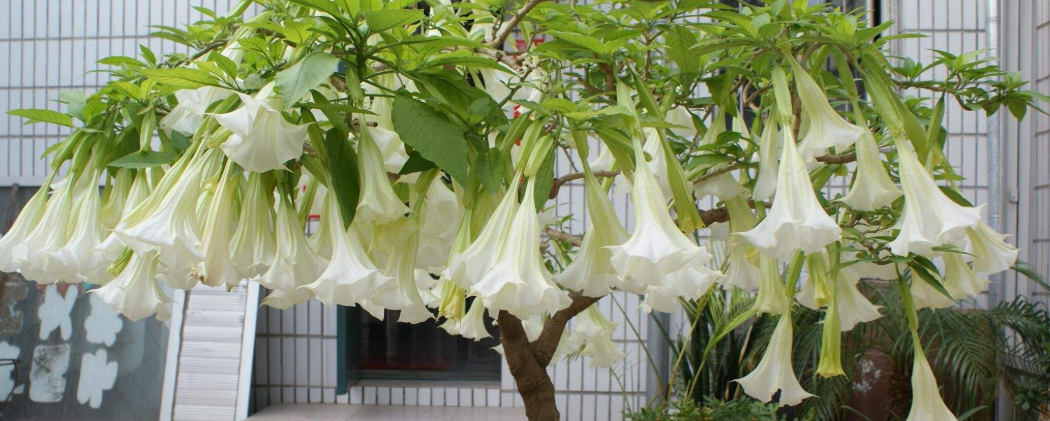 曼陀罗花可以送人吗?