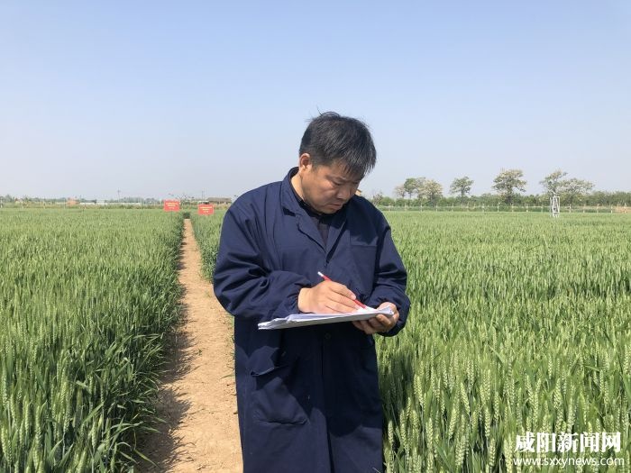 杨茂盛:坚守初心育良种 心系农业促增收