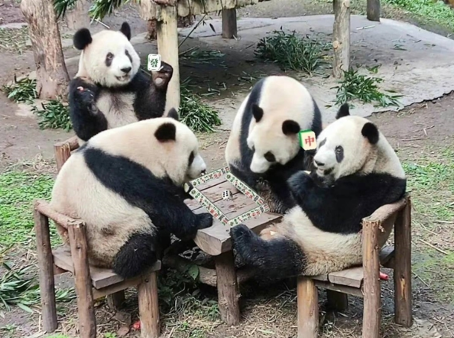 四只大熊猫凑一桌打麻将 吃着苹果血战到底