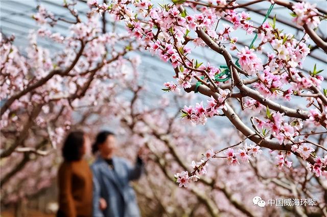 威海市环翠区里口山:桃花源里桃花开 缤纷争艳迎春来