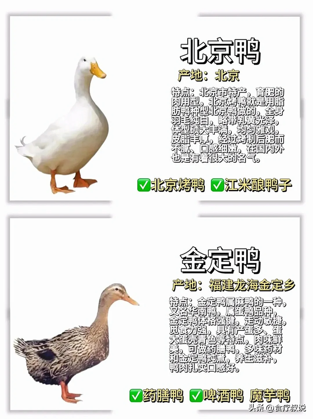 一只鸭子要15000元?常见鸭子的种类和区别