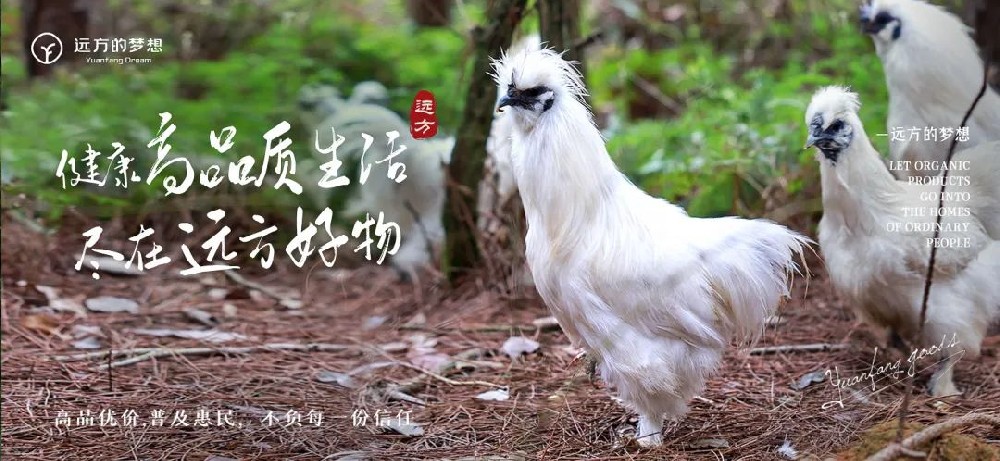 溯源江西泰和乌鸡