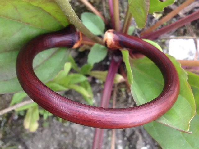 鸡血藤是什么样子的