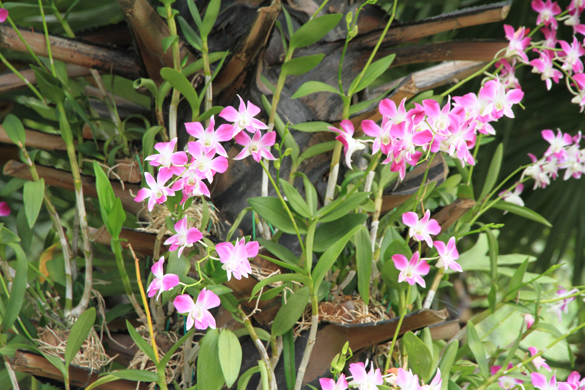 石斛兰养在树上,百花怒放,花开满树,吸引n多游客来打卡!