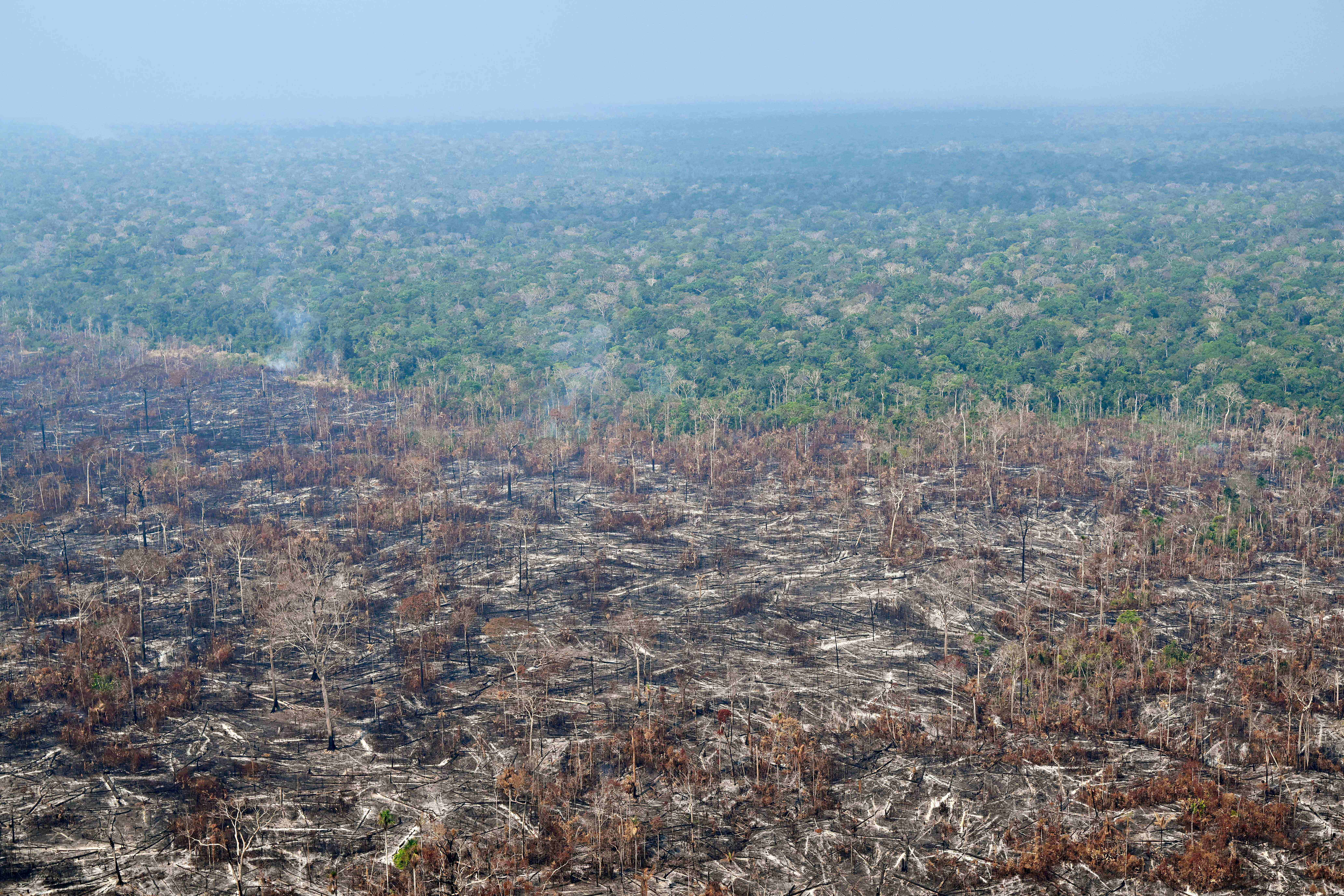 巴西:遭火灾破坏的雨林