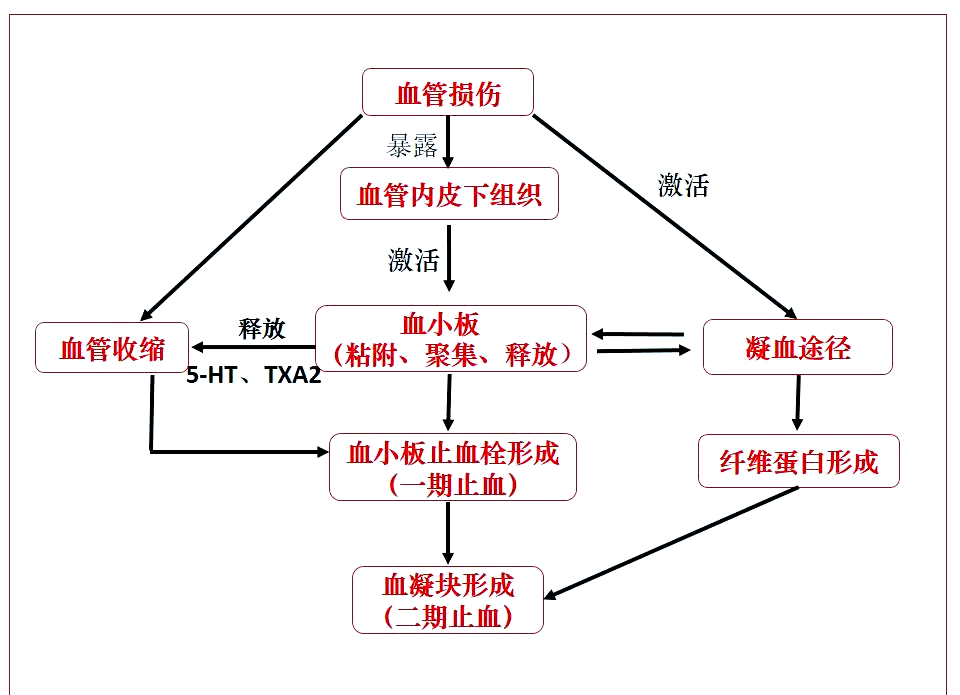 探秘人体止血机制:血小板与凝血的关键角色
