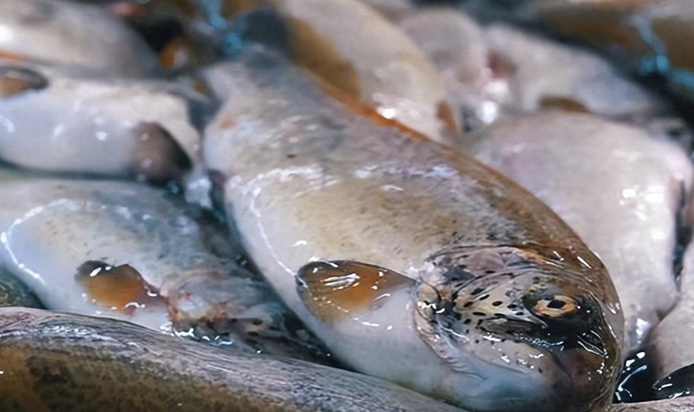 油鱼冒充鳕鱼食用风险揭秘