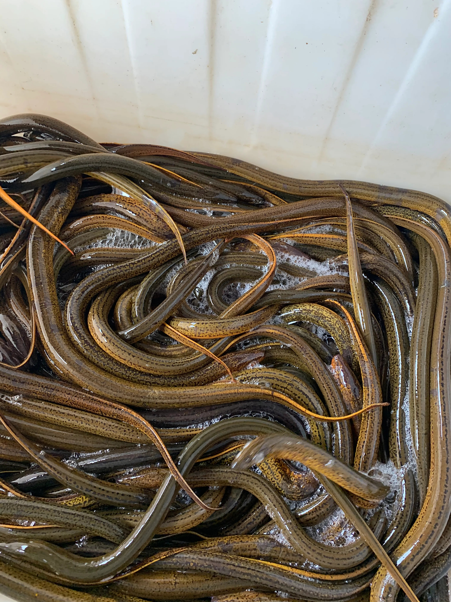 稻田套养鳝鱼如何加快鳝鱼的生长速度?如何提高鳝鱼的产量?