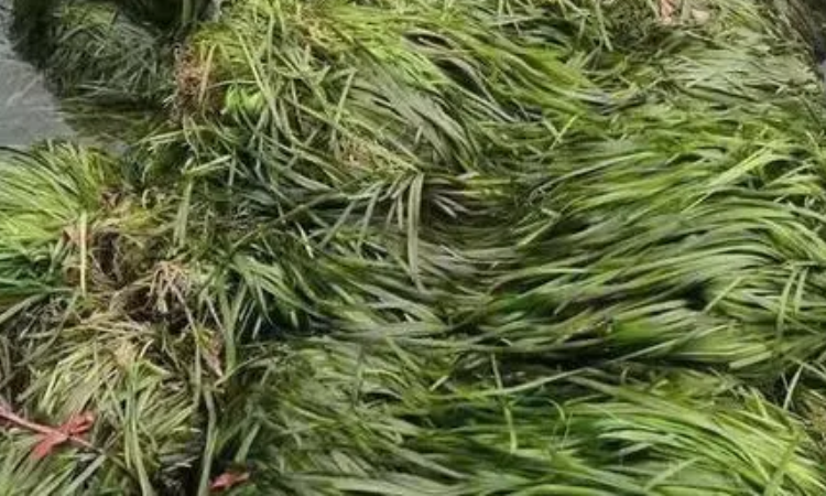 苦草的图片有几种