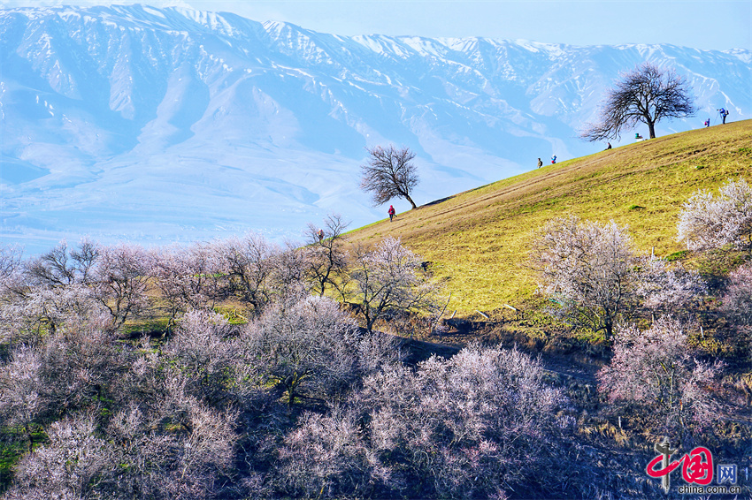 新疆那拉提草原杏花开了!带着你爱的ta出发吧