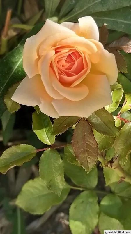 甜蜜蜜(sweet honey)