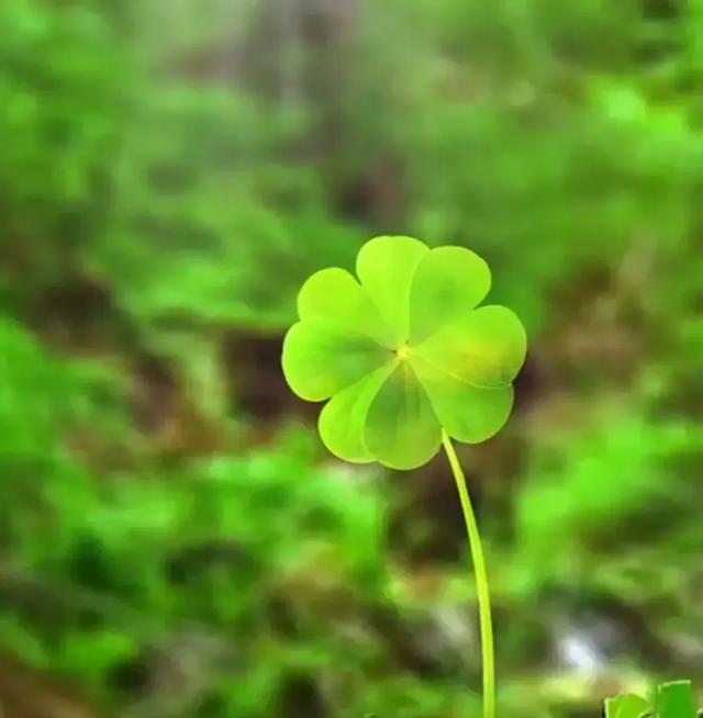 暖心励志的句子,积极阳光,令人豁达