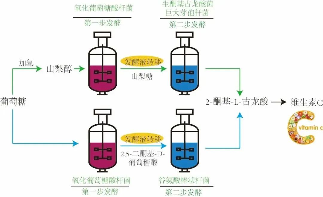 最新成果!江南大学维生素c单菌一步发酵工艺研究取得重要进展!