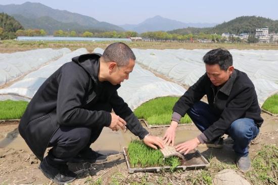 浦城縣石陂鎮:農村農業局領導廖義利指導種糧大戶育秧要領