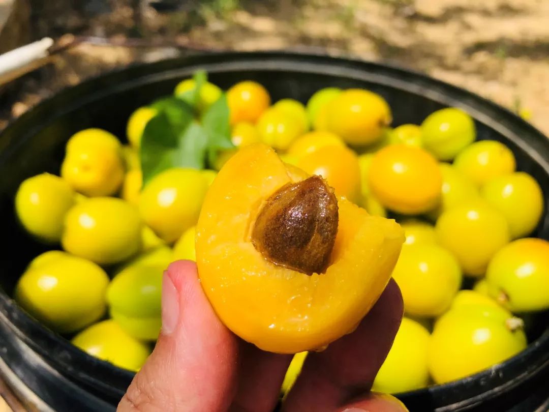 泰安半野生珍珠杏!一口咬下满满桂花香,果期仅15天!