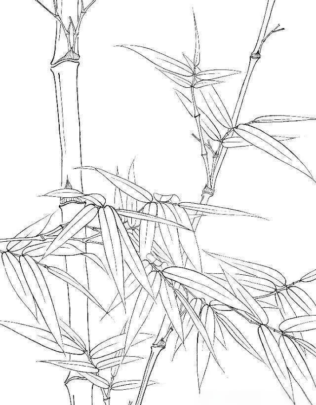 高清竹子白描素材,描绘多样品种的临摹佳选