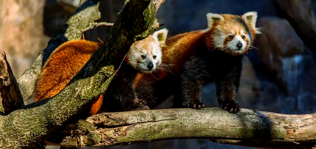 峨眉山小熊猫的魅力与生存挑战