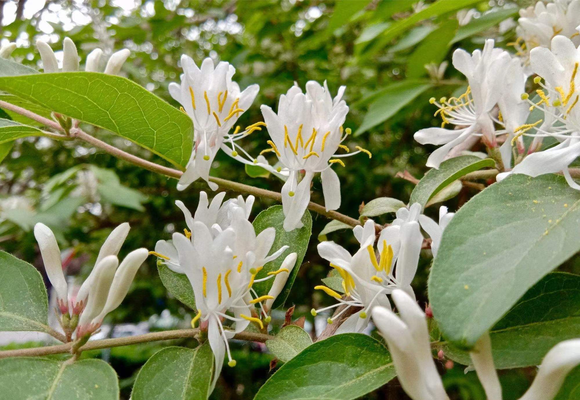 一种你不认识的花 忍冬花的花语和寓意