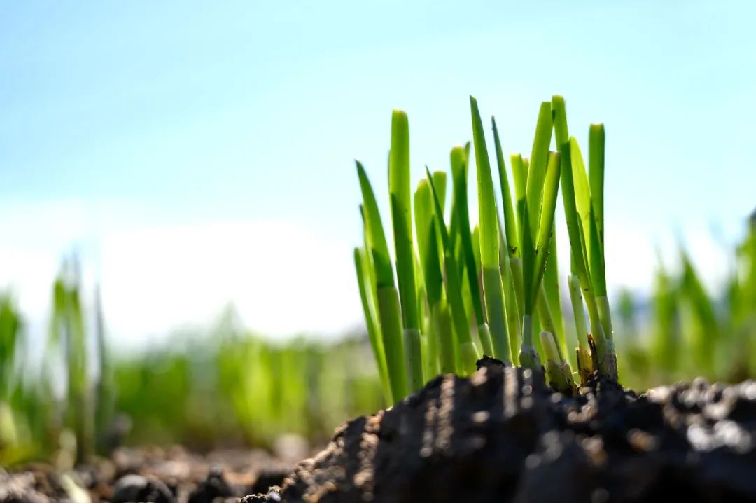 围农夜话|三月韭芽芽