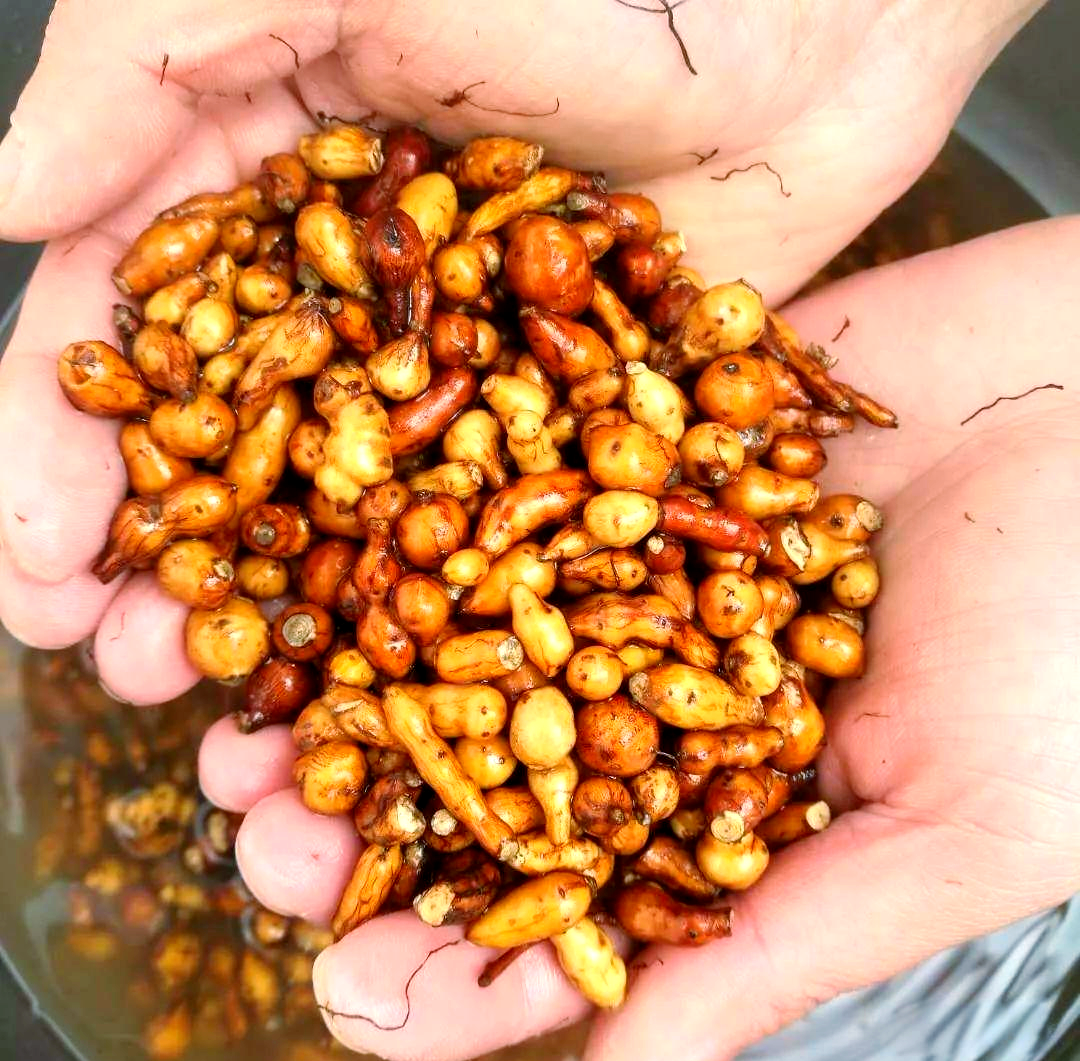 高原山珍——蕨麻的多样美食之旅