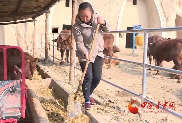 崇信朱海萍:养牛搭上脱贫致富"快车"