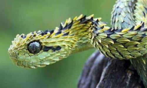 世界上最贵的蛇,通体蓝色,非常漂亮,物以稀为贵全球仅有一条