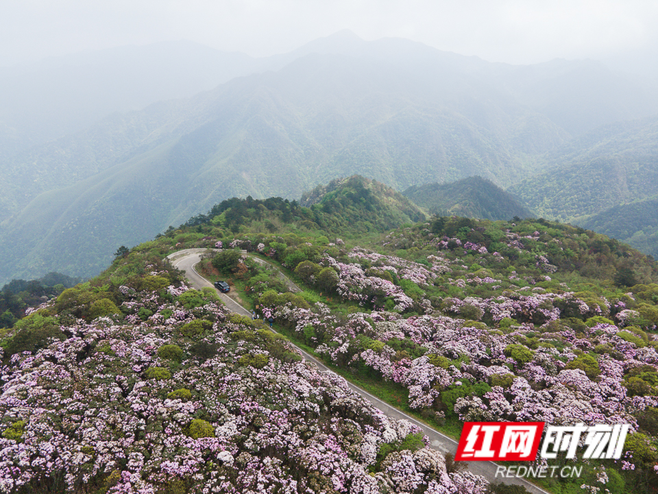 永州杜鹃花海图片