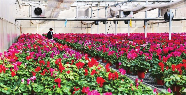 太原哪里卖花卉便宜